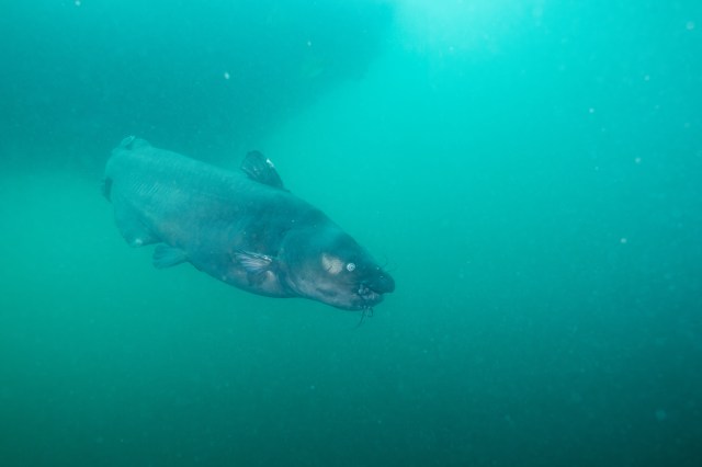 Your Complete Guide to Successful Catfishing: Bait, Gear, and Timing Explained